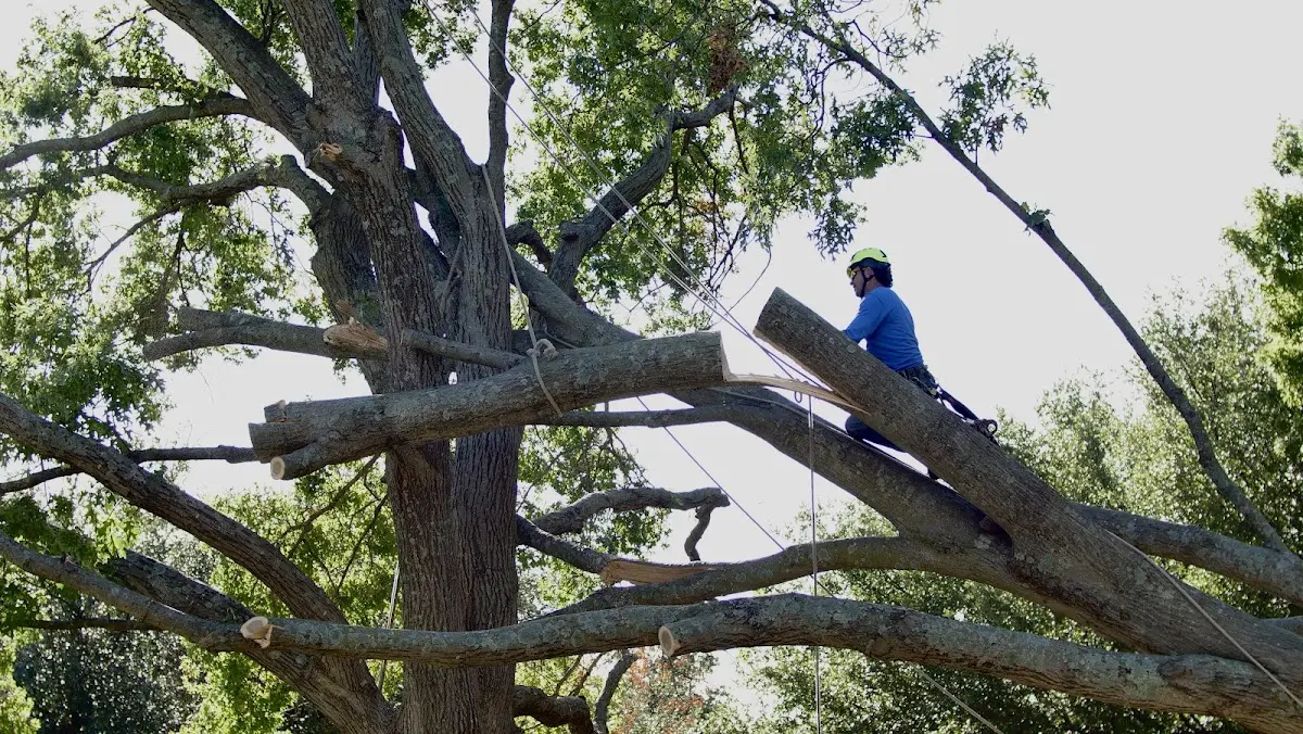 Professional Crown Thinning performed by certified arborists in Dunnsville